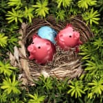 Savings nest and secure investment financial concept as a group of pink piggy banks and a bird egg in a safe tree refuge as a wealth and retirement fund symbol.